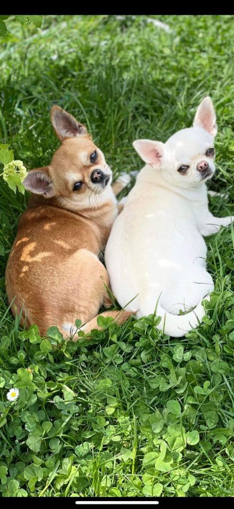 Les Chihuahua de l'affixe Des Lutins Sauvages