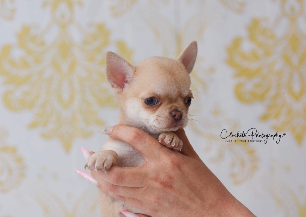 Des Lutins Sauvages - Chiot disponible  - Chihuahua