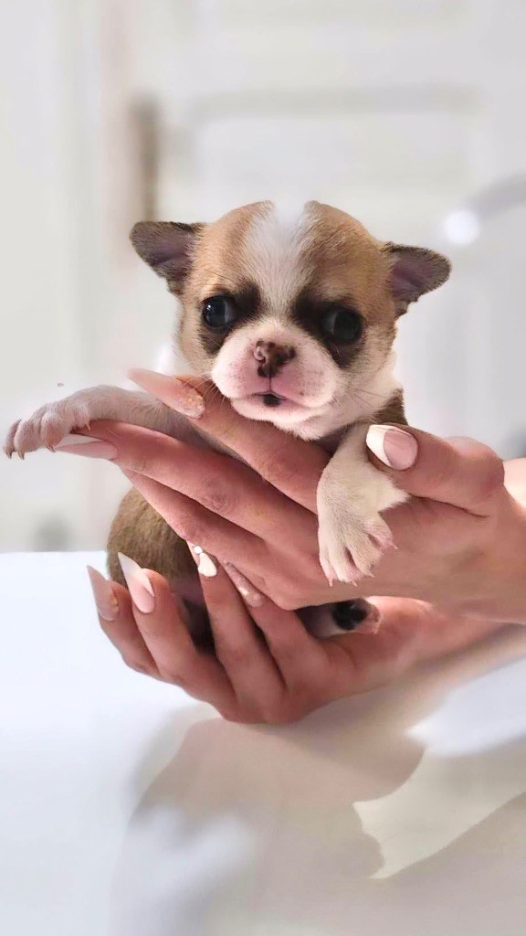 chiot Chihuahua Des Lutins Sauvages