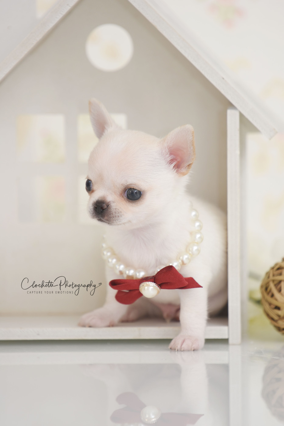 Des Lutins Sauvages - Chiots disponibles - Chihuahua