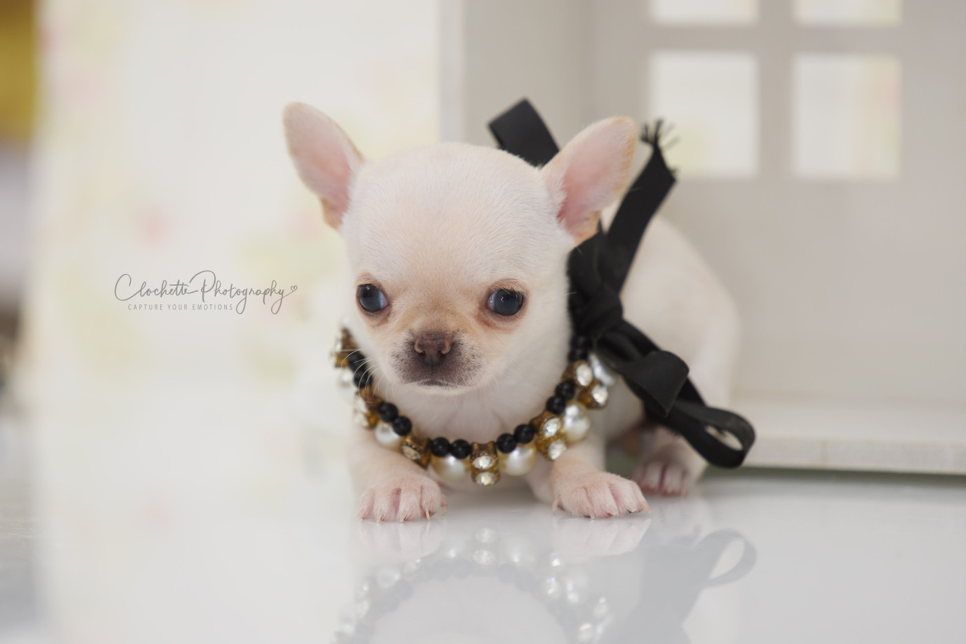 Des Lutins Sauvages - Chiots disponibles - Chihuahua