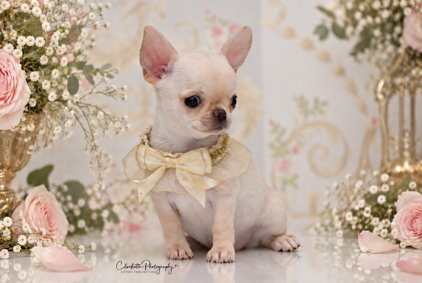 Des Lutins Sauvages - Chiots disponibles - Chihuahua