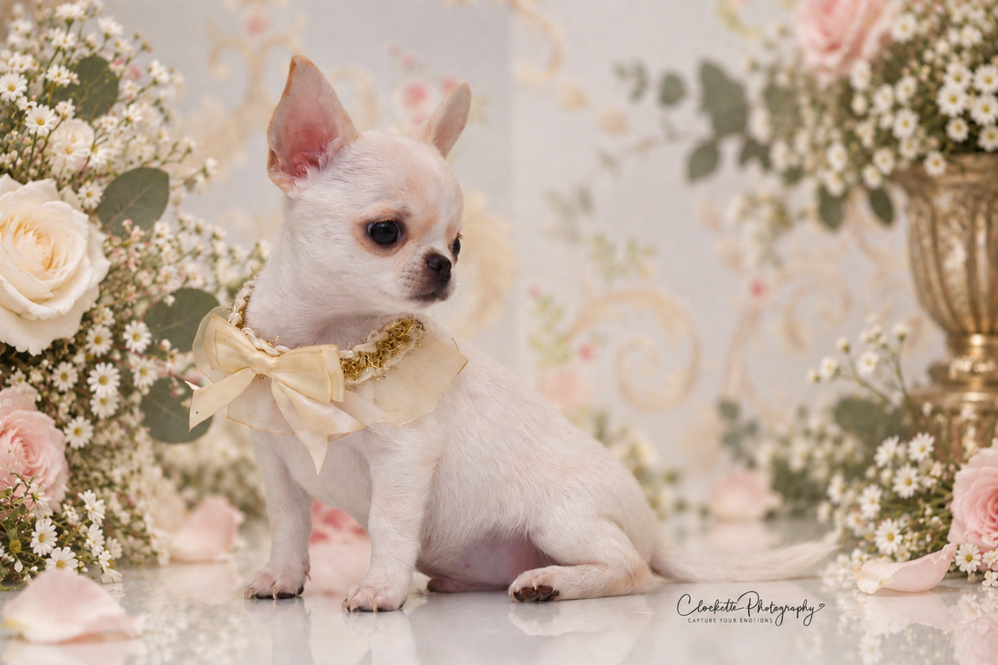 Des Lutins Sauvages - Chiots disponibles - Chihuahua