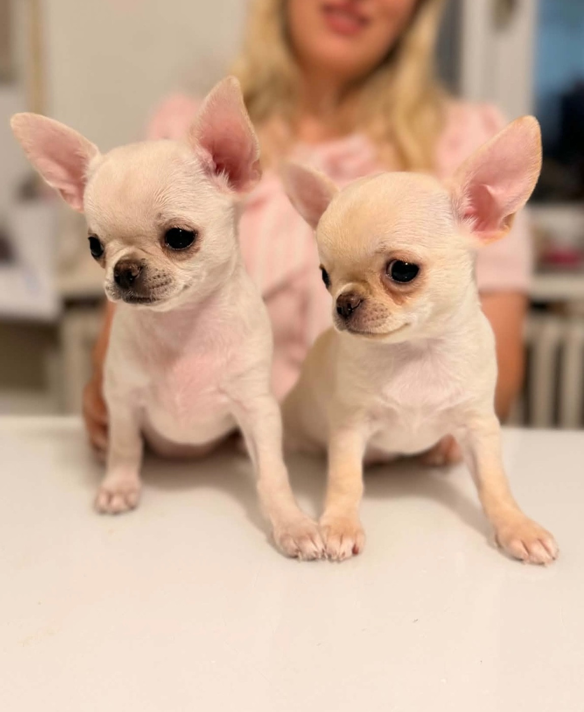 Des Lutins Sauvages - Chiots disponibles - Chihuahua