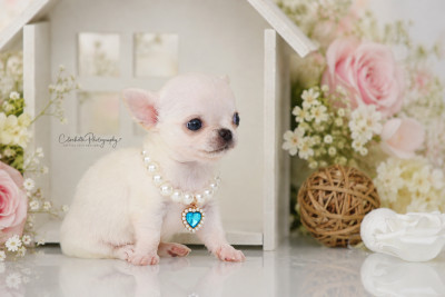 Chiot N°1