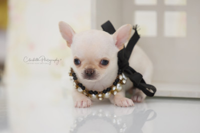 Chiot N°3