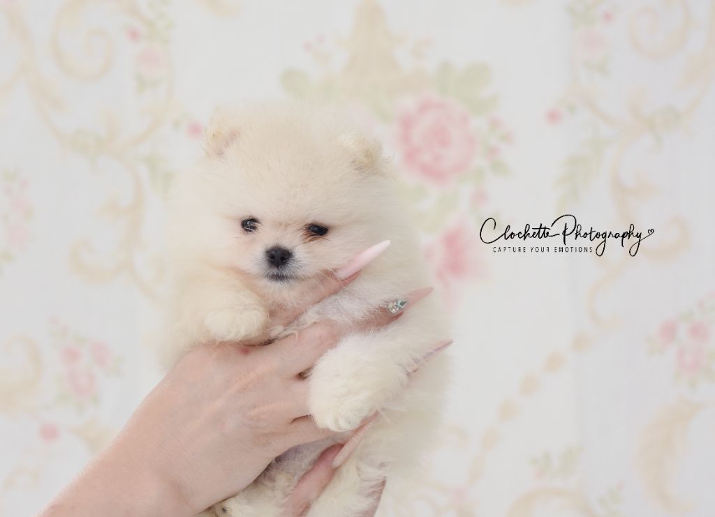 Des Lutins Sauvages - Chiots disponibles - Spitz allemand